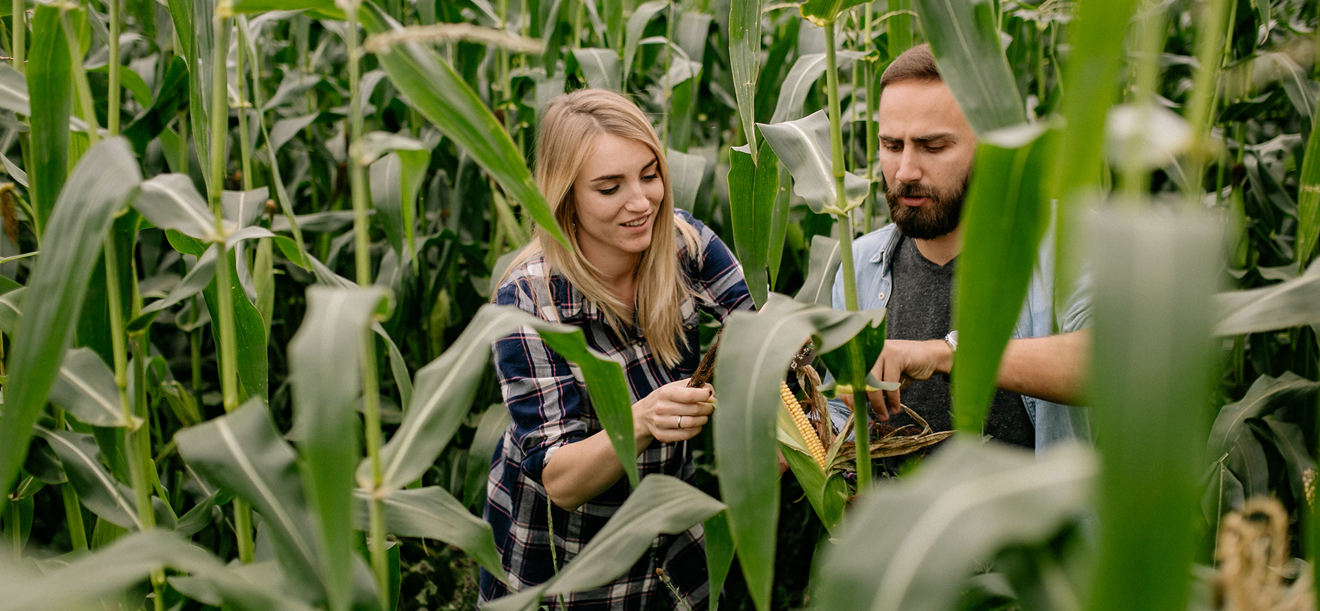 The couple of farmers is harvesting corn.